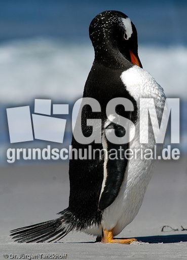 Eselspinguin (81 von 97).jpg